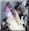 Pink Adamite