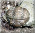 Fossil